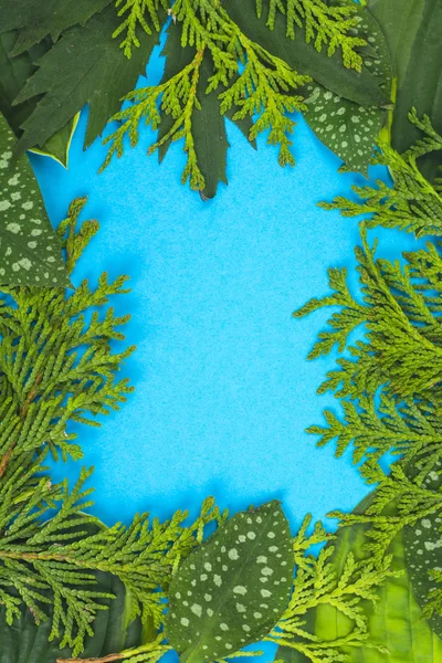 Creative układ z liści o różnych kolorach na niebieski backgrou — Zdjęcie stockowe