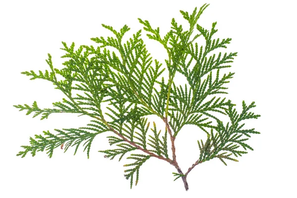 Thuja gren isolerad isolerade på vit bakgrund. — Stockfoto