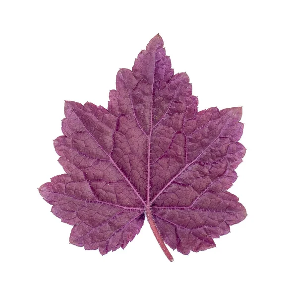 Purple Leaf Geyer Isolé sur fond blanc . — Photo