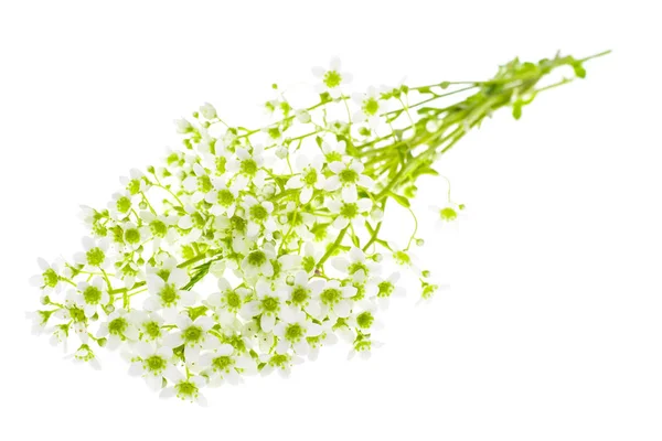 Ramo de ramitas con pequeñas flores blancas aisladas sobre fondo blanco — Foto de Stock