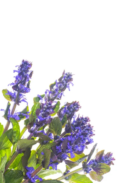 Cubierta de jardín con inflorescencias azules Aislado sobre fondo blanco —  Fotos de Stock