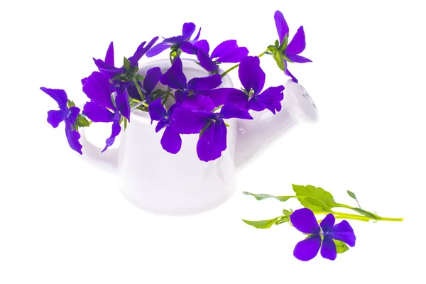 Isolated Garden design-bouquet of purple flowers in white wateri — Stock Photo, Image