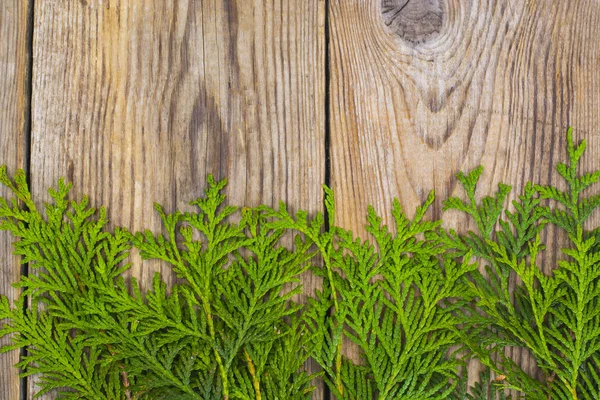 Abstracte natuurlijke achtergrond van naaldhout takken en bloemen — Stockfoto