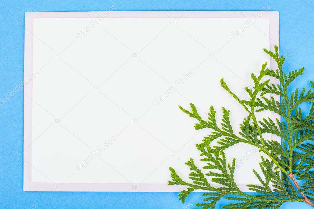 Green young twigs of coniferous tree on blue background.