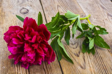 Eski kurulları arka plan üzerinde kırmızı Şakayık çiçeği.