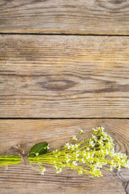 Ahşap arka plan üzerinde zemin örtüsü bitki.