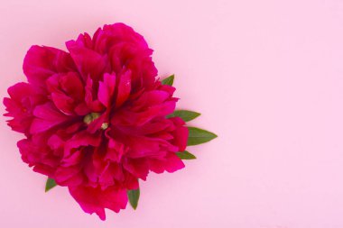 Kırmızı Şakayık çiçeği ve metin için renkli kağıt yaratıcı düzenini,