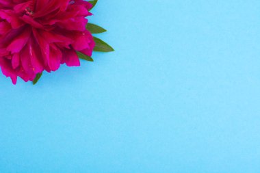 Kırmızı Şakayık çiçeği ve metin için renkli kağıt yaratıcı düzenini,