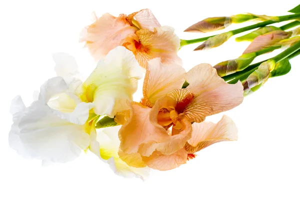 Summer flowers garden irises on white background. — Stock Photo, Image