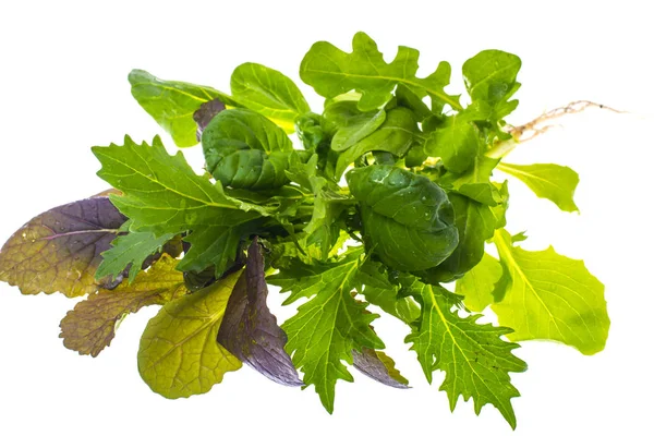 Miscela di insalata di foglie fresche diverse . — Foto Stock