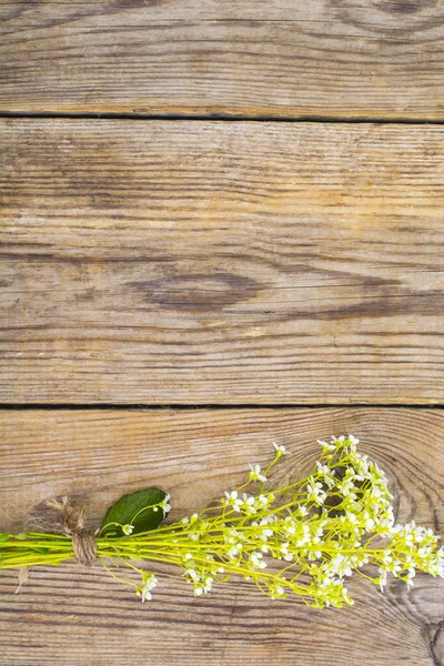 Flowering ground cover plants on wooden background.