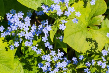 Dekoratif bahçe bitki ile küçük mavi çiçekler