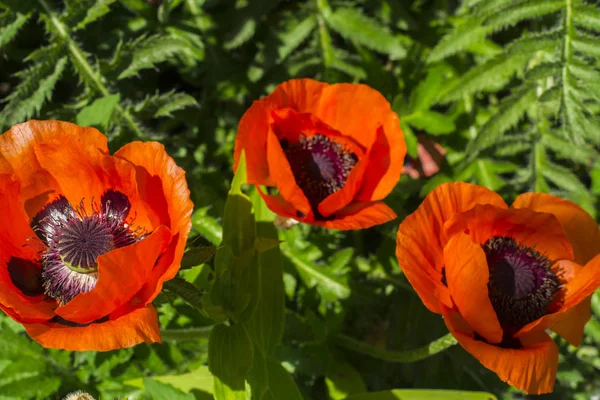 Hermosas amapolas rojas florecientes en el jardín — Foto de Stock