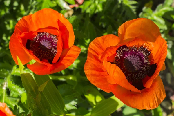Hermosas amapolas rojas florecientes en el jardín — Foto de Stock