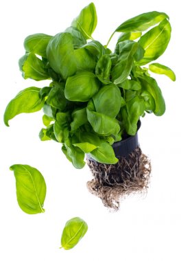 Kökleri, siyah plastik kap içinde yetişen taze yeşil fesleğen