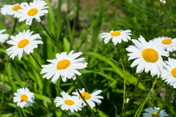 Floreciente margarita blanca en el jardín —  Fotos de Stock