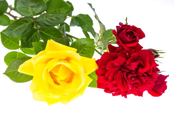 Two roses red and yellow on light background — Stock Photo, Image