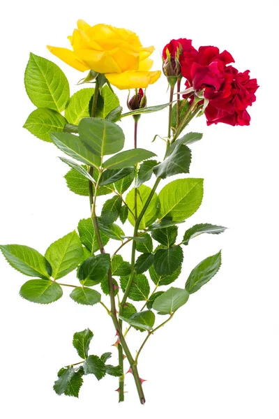 Dwie Róże czerwone i żółte na jasnym tle — Zdjęcie stockowe