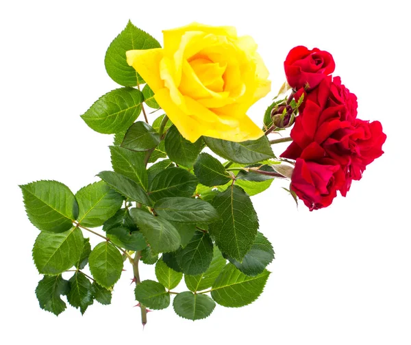 Dwie Róże czerwone i żółte na jasnym tle — Zdjęcie stockowe