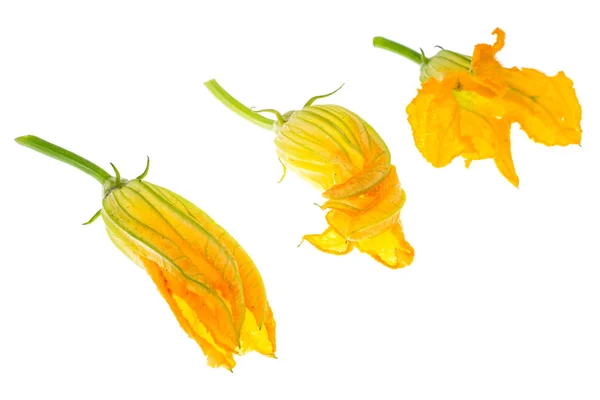 Fiori gialli di zucca e zucchine isolati su sfondo bianco — Foto Stock
