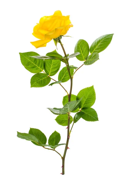 Jeden oddział kwitnący Żółta róża na białym tle — Zdjęcie stockowe