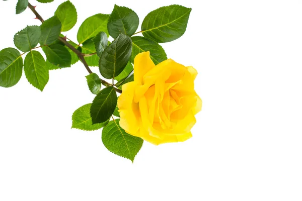Um ramo de rosa amarela florescendo isolado no fundo branco — Fotografia de Stock