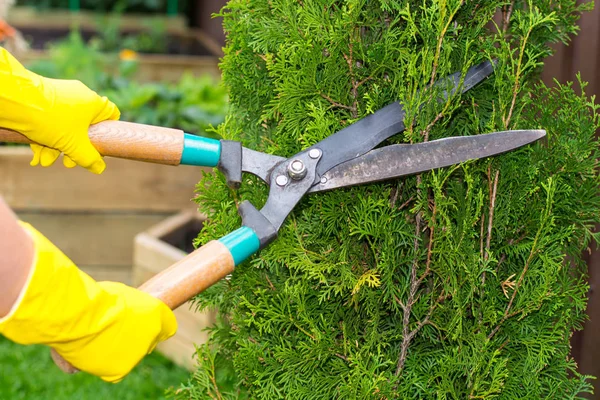 Peyzaj tasarımı. Çalılar kesme makası, eliyle