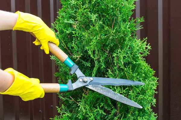 Landscape design. Hand with scissors, cutting of bushes — Stock Photo, Image