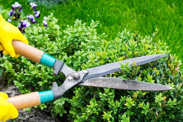 Landscape design. Hand with scissors, cutting of bushes — Stock Photo, Image