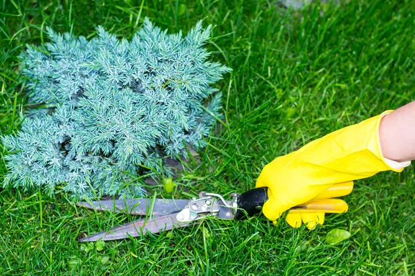 Shearing grass with scissors — Stock Photo, Image