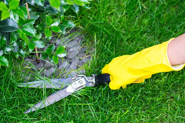 Shearing grass with scissors — Stock Photo, Image