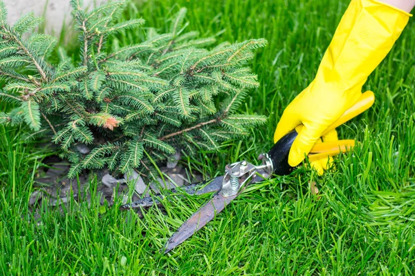 Makas ile kesme çim