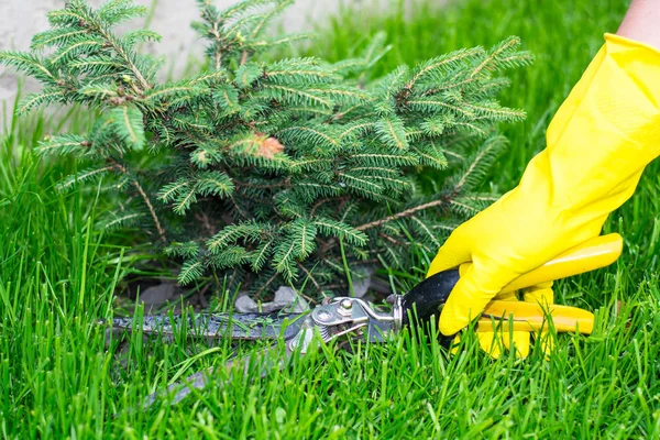 Makas ile kesme çim