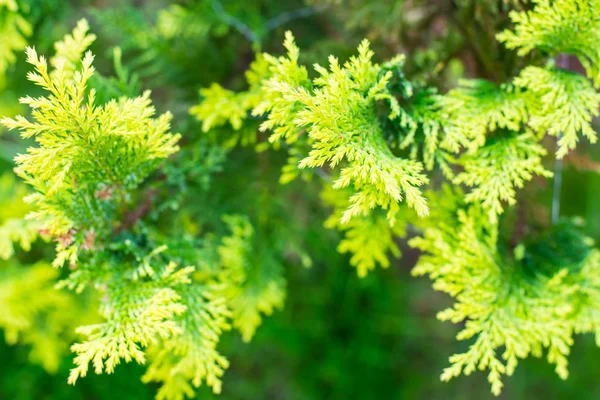 Texture from branches of coniferous plants — Stock Photo, Image