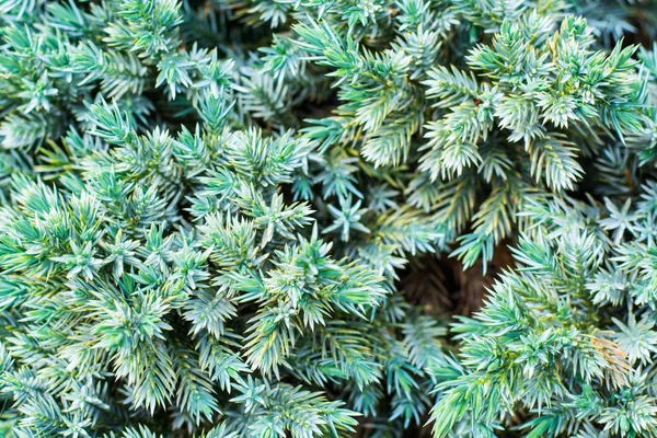 Textur från grenar av barrväxter — Stockfoto