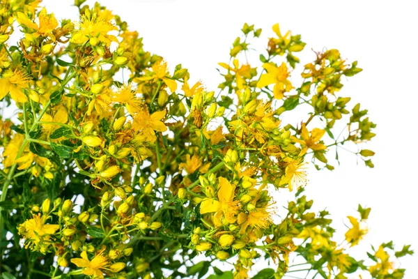 Texture of bright wildflowers — Stock Photo, Image
