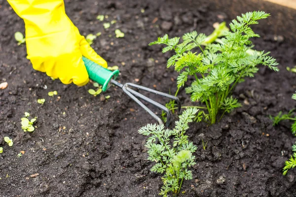 Care of vegetable seedlings — Stock Photo, Image