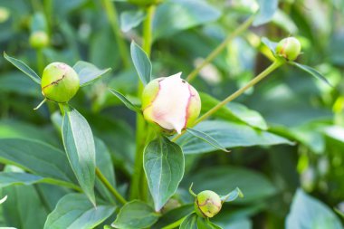 Hassas tomurcukları ve Şakayık çiçekleri.