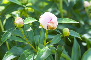 Hassas tomurcukları ve Şakayık çiçekleri.