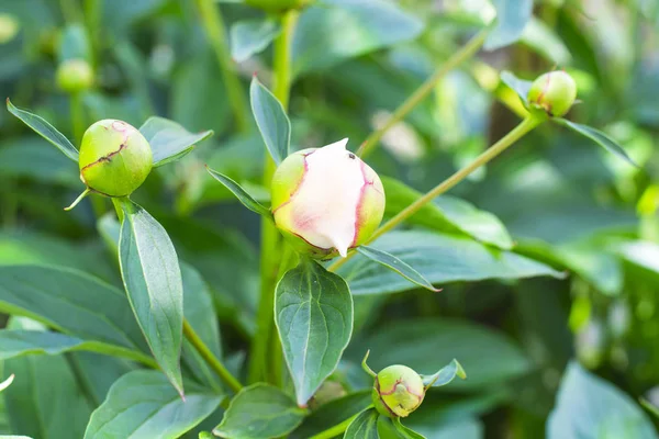 Hassas tomurcukları ve Şakayık çiçekleri.