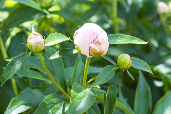 Hassas tomurcukları ve Şakayık çiçekleri.