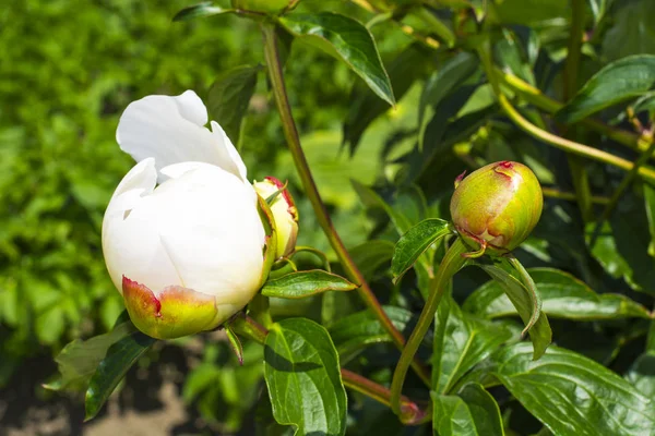 Hassas tomurcukları ve Şakayık çiçekleri.