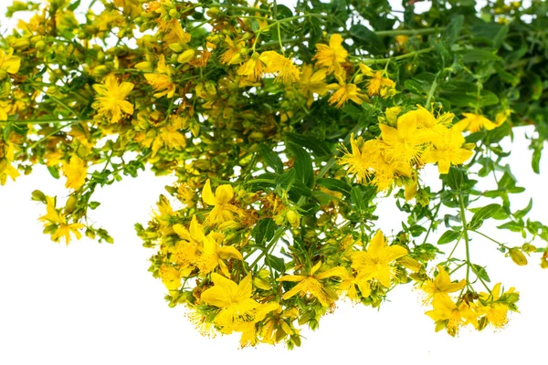 Grote bos van gele St. Johns wort geneesmiddelen op witte pagina — Stockfoto