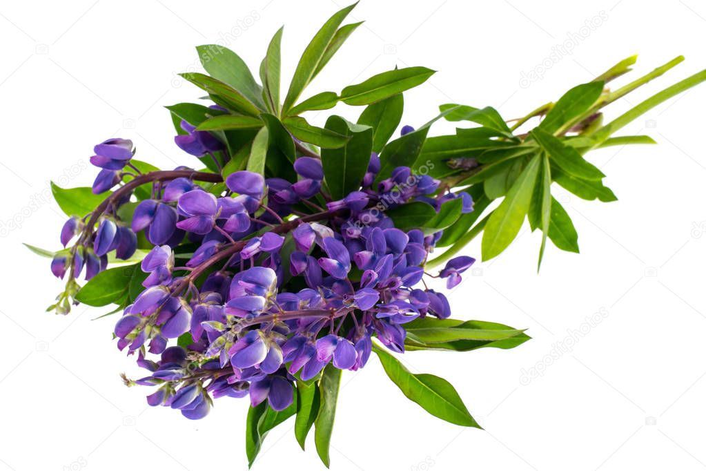 Purple lupine with green leaves, isolated on white background
