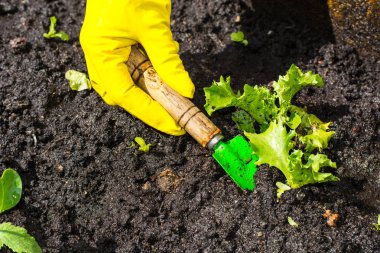 Yeşil salata lahanası toprağa dikim
