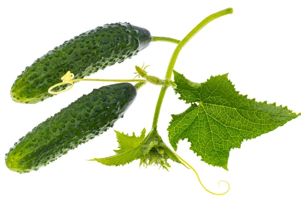 Hojas y pepino de ovario sobre fondo blanco — Foto de Stock