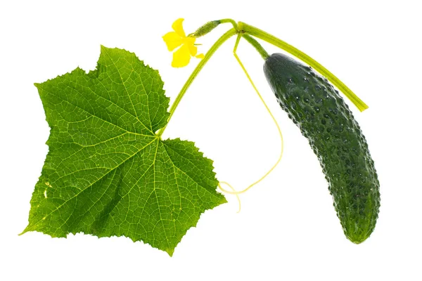 Bladeren en eierstok komkommer op witte achtergrond — Stockfoto
