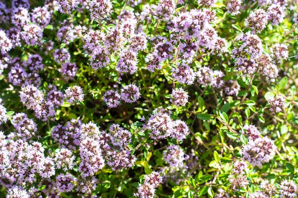 Floral background of thyme creeping — Stock Photo, Image