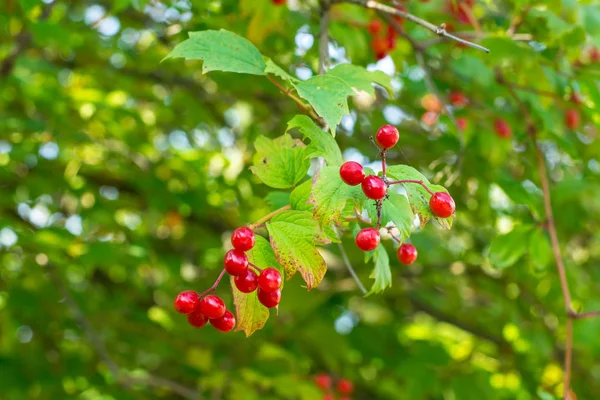 Clusters of red viburnum on branches — Stock Photo, Image