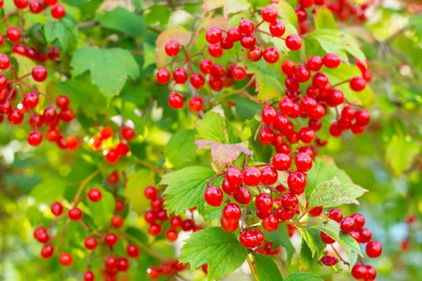 Aglomerados de viburno vermelho em ramos — Fotografia de Stock